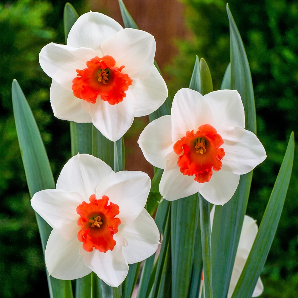 Large Cupped Daffodil Cool Flame - Image 3