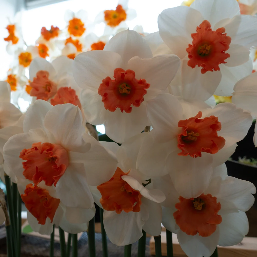 Large Cupped Daffodil Cool Flame - Image 4