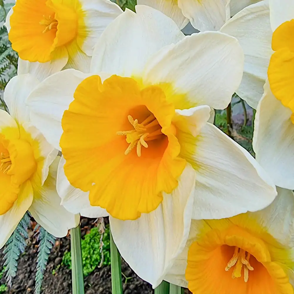 Large-Cupped Daffodil De La Sol - Image 2