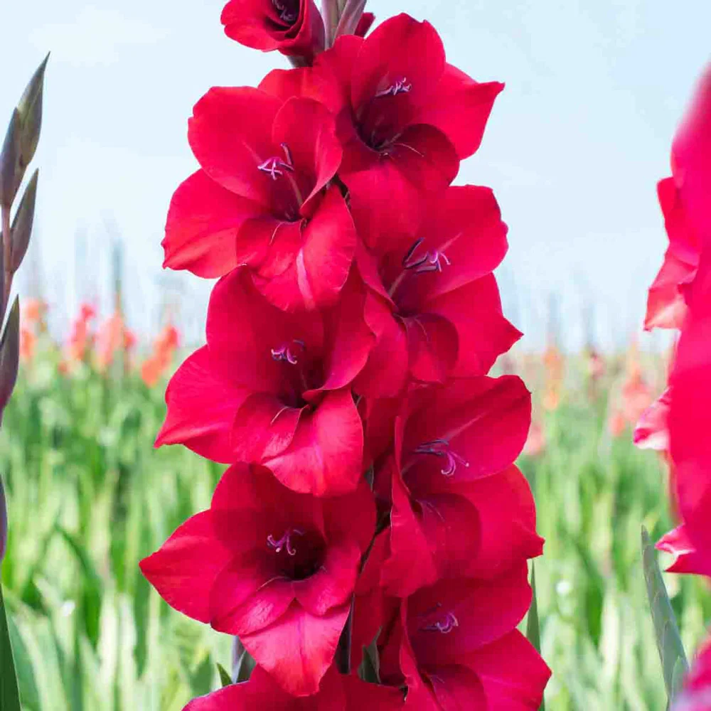 Gladiolus Plum Tart