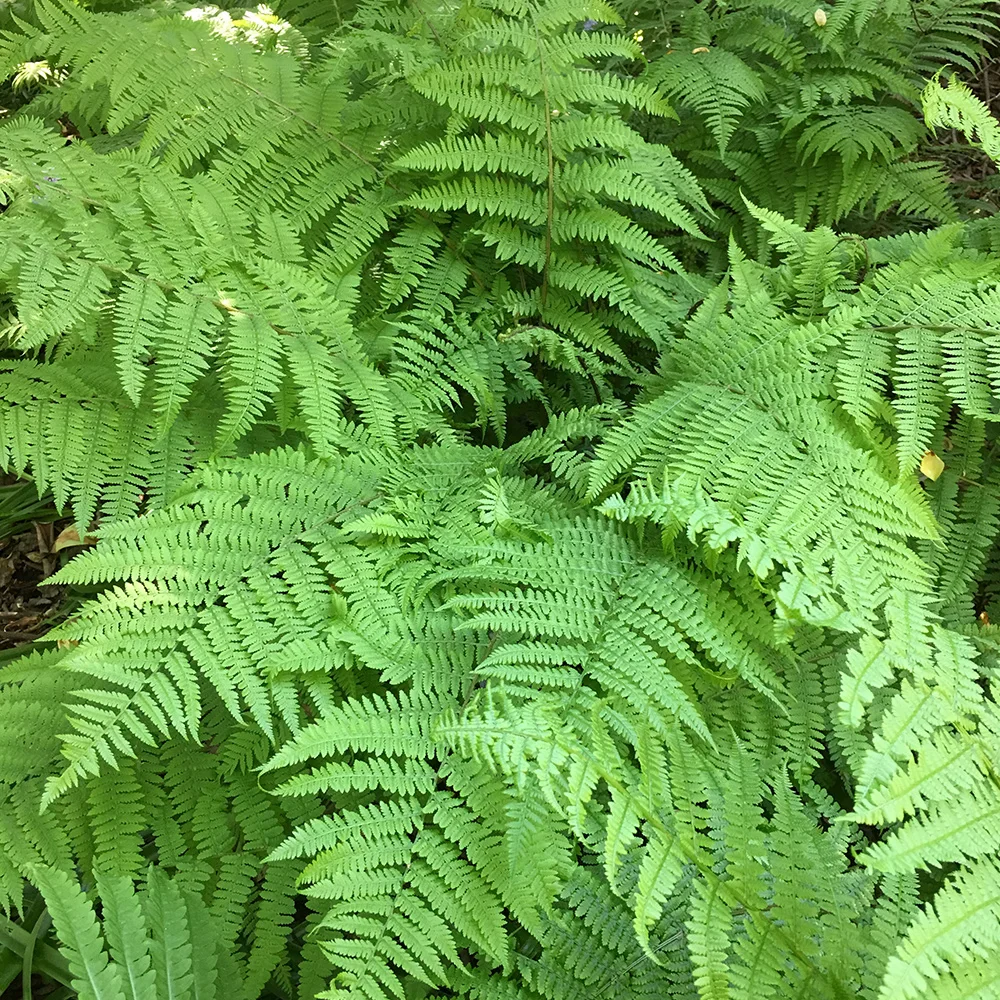 Leatherwood Fern - Image 3