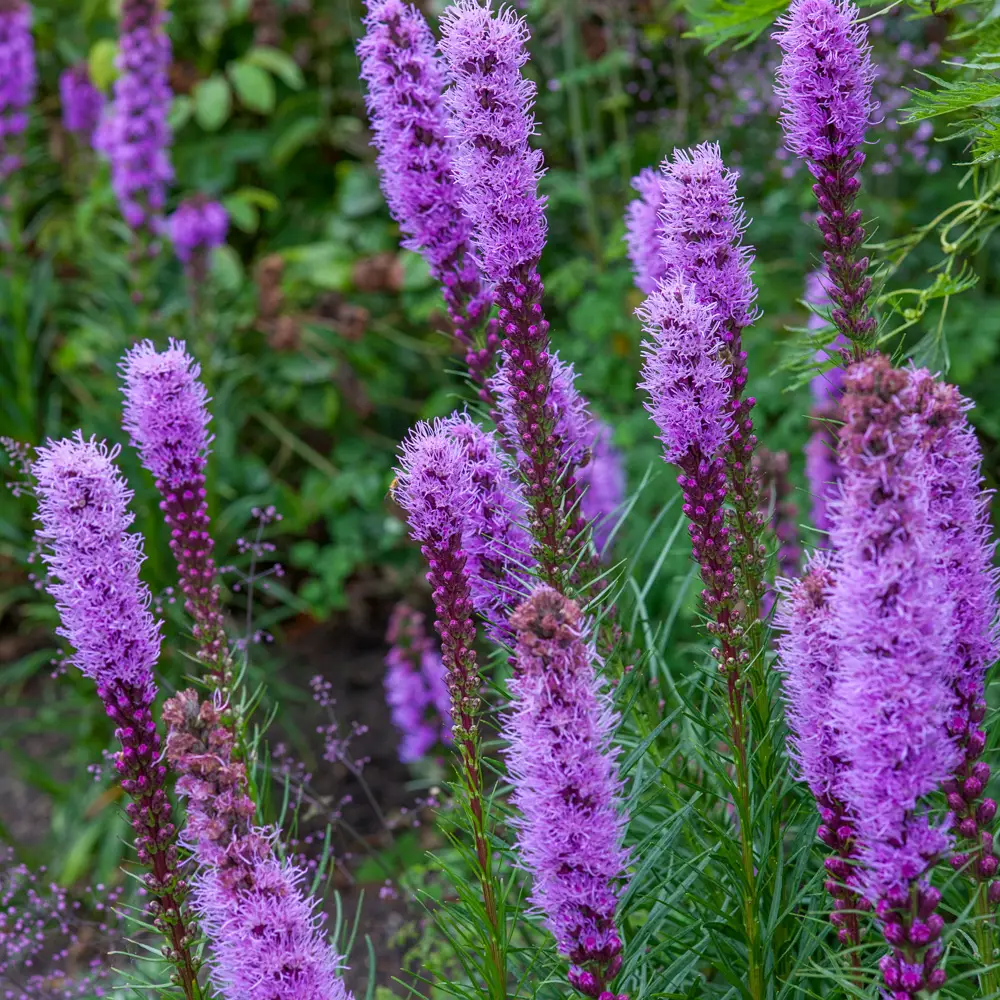 Liatris spicata - Image 2