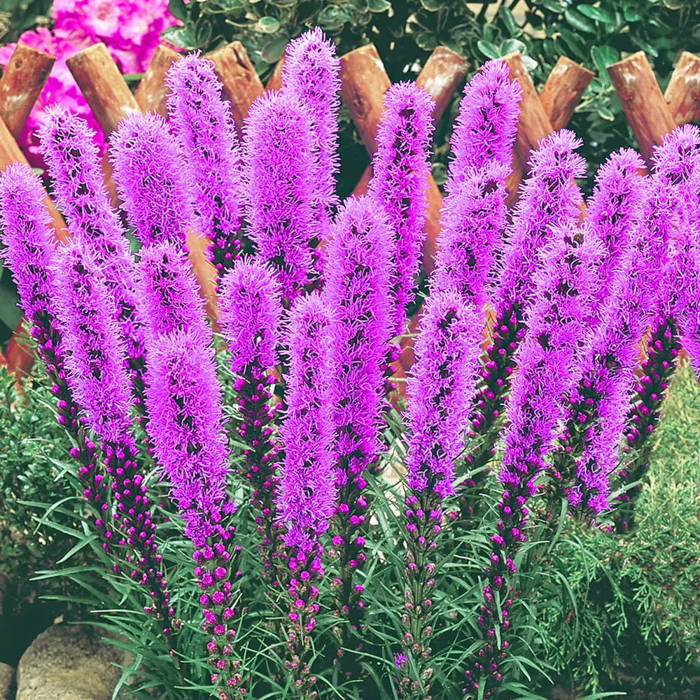 Liatris spicata - Image 3