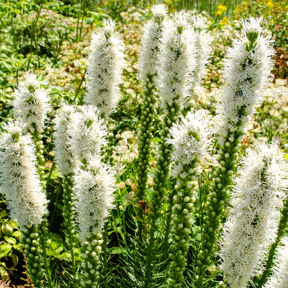 Liatris spicata Floristan Weiss - Image 2