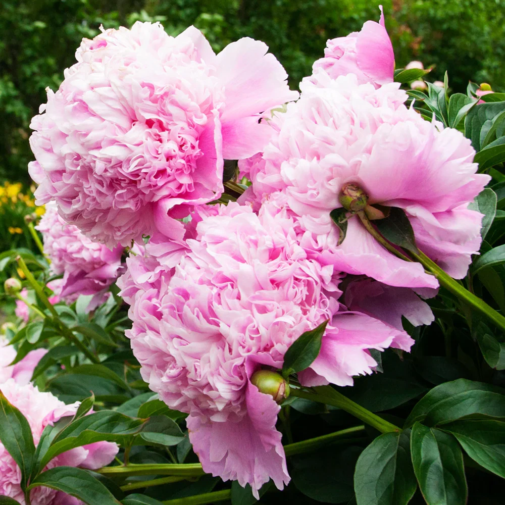 Double Peony Light Pink - Image 3