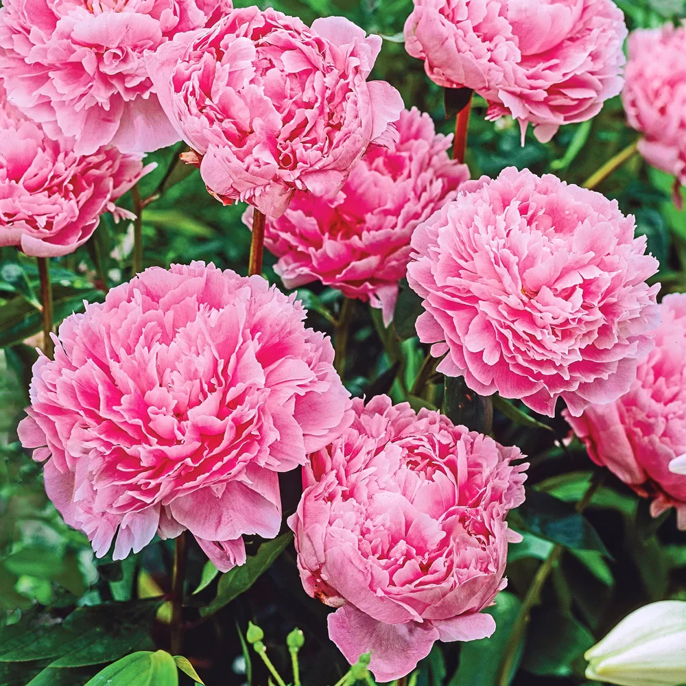 Double Peony Light Pink - Image 4