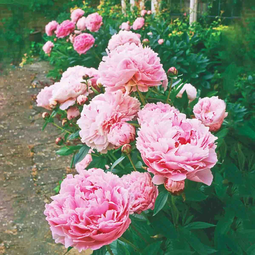 Double Peony Light Pink - Image 5