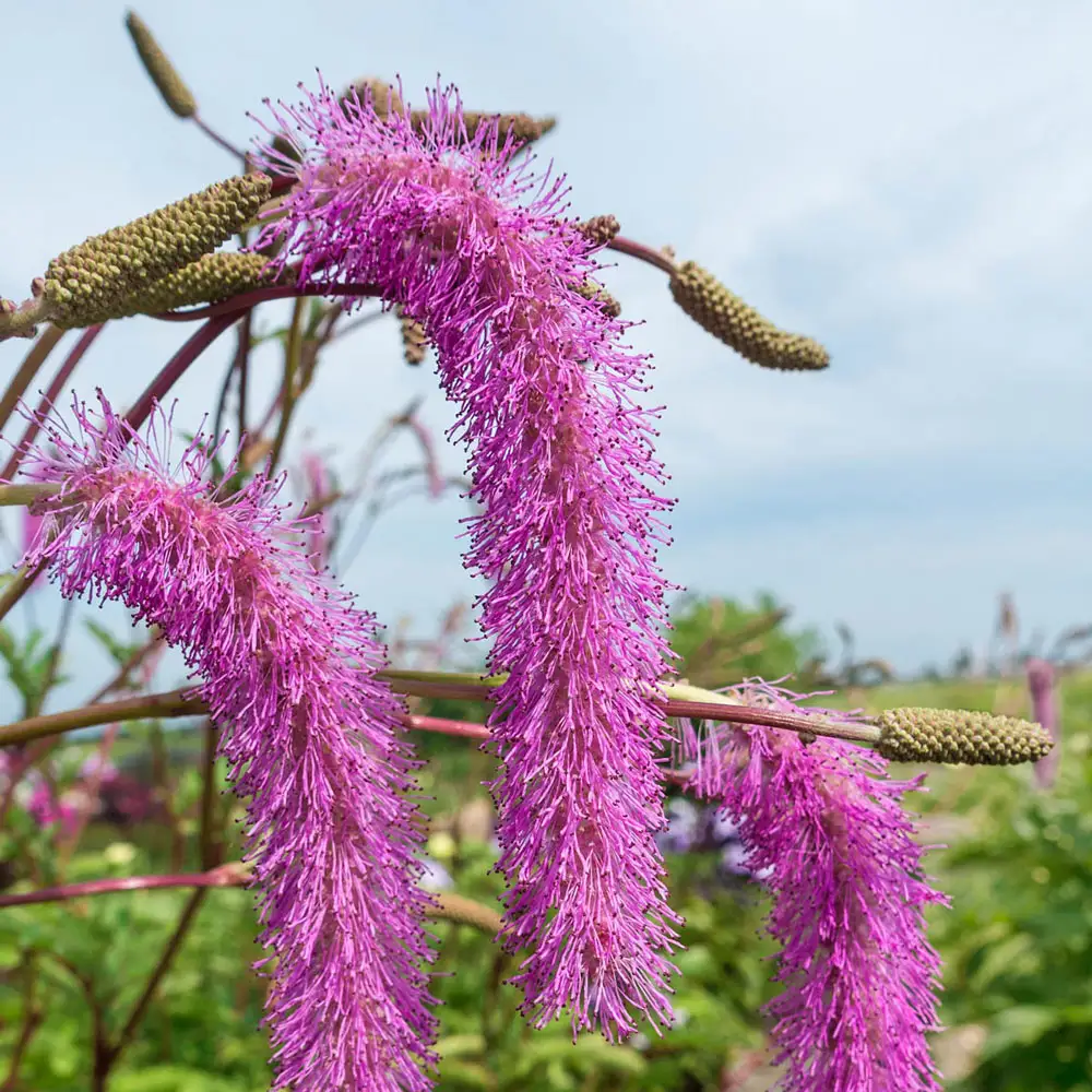 Lilac Squirrel Bottlebrush Plant