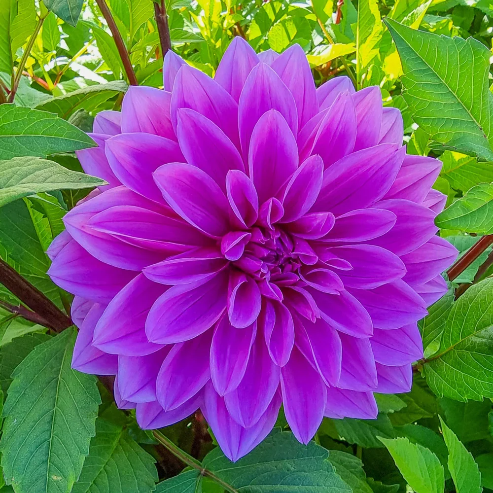 Giant Dinnerplate Dahlia Lilac Time - Image 3