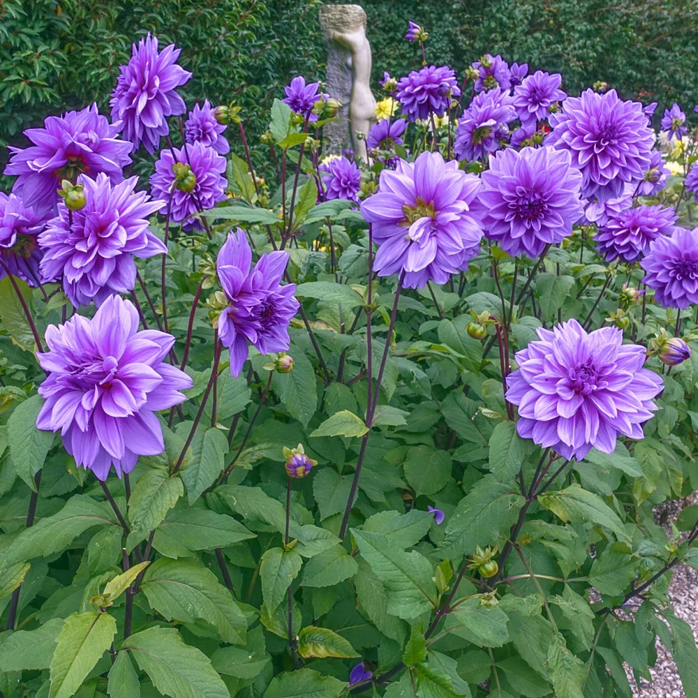 Giant Dinnerplate Dahlia Lilac Time - Image 4