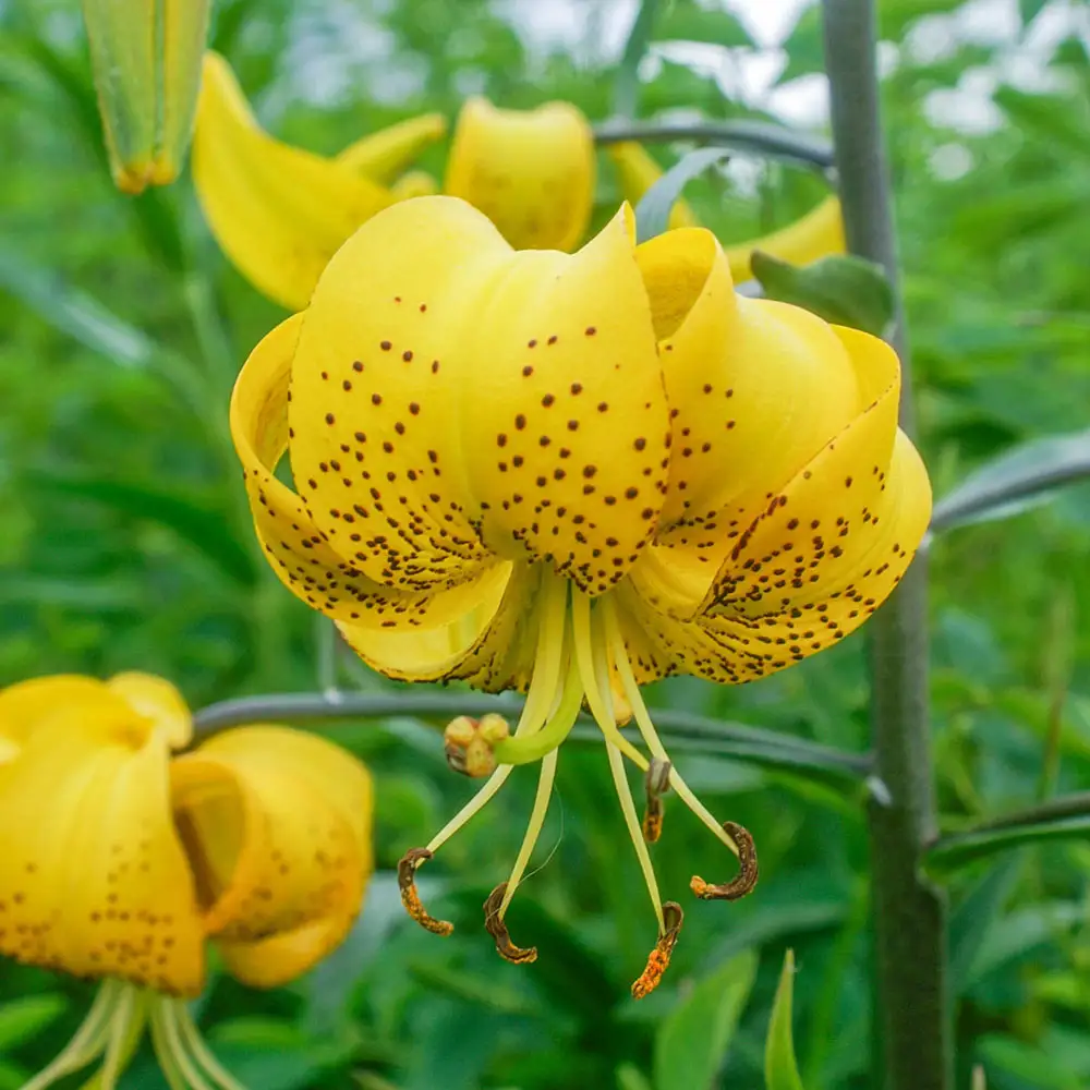 Lilium leichtlinii