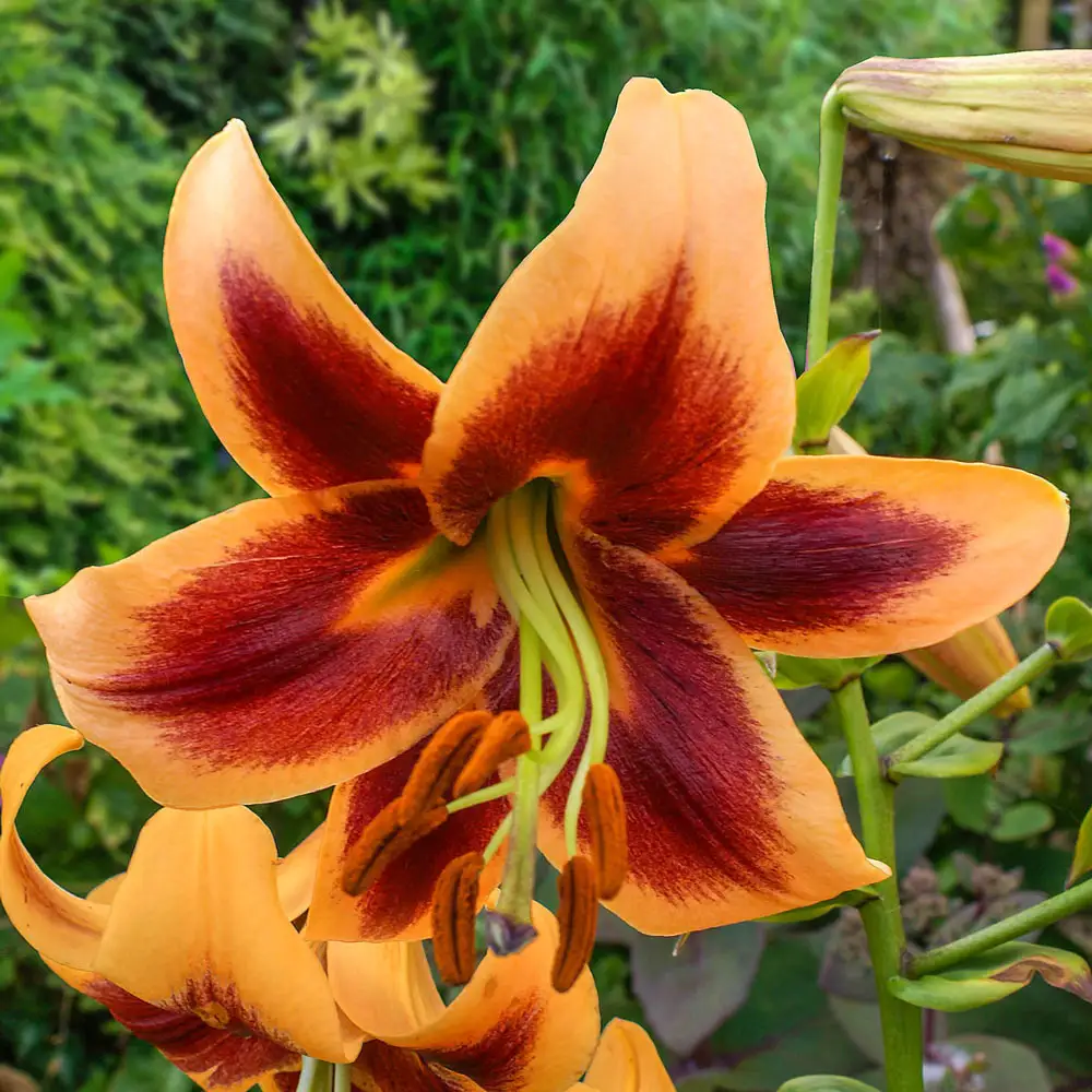 Giant Orienpet Lily Red Morning - Image 3