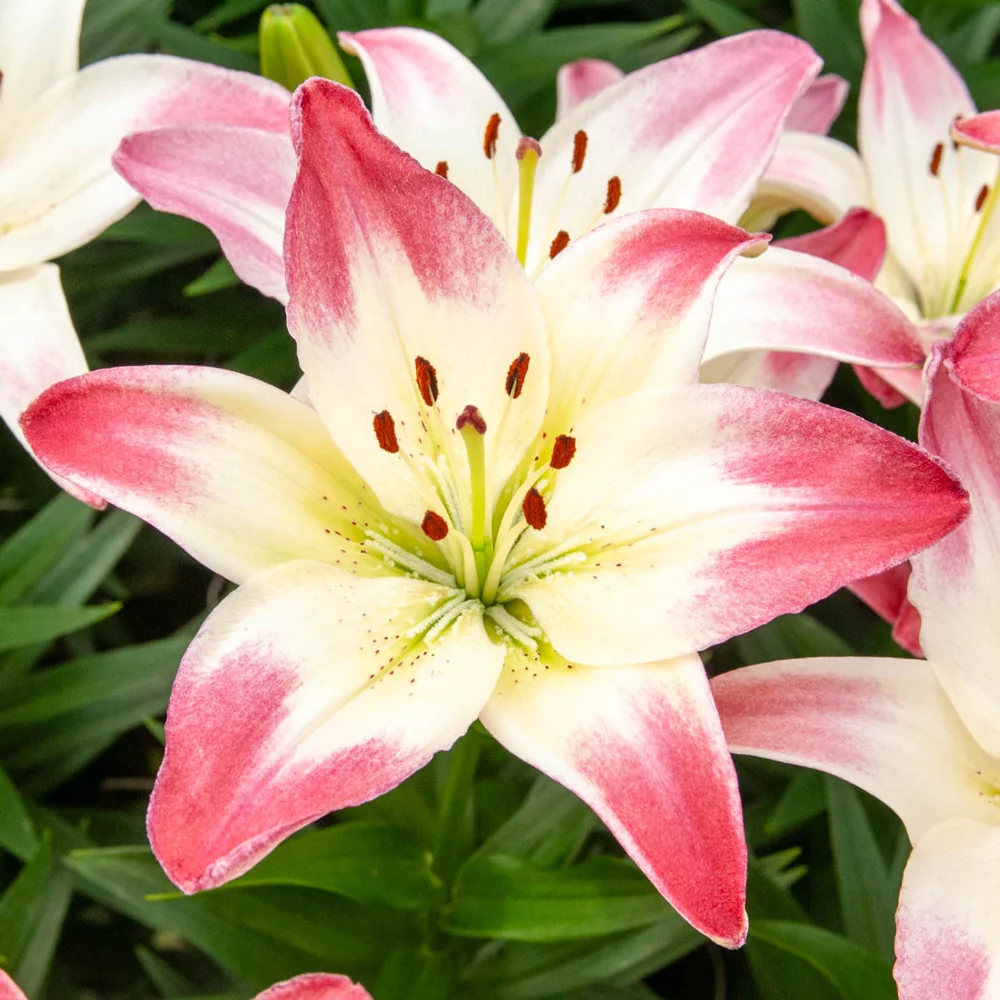 Lily Lollypop - Image 3