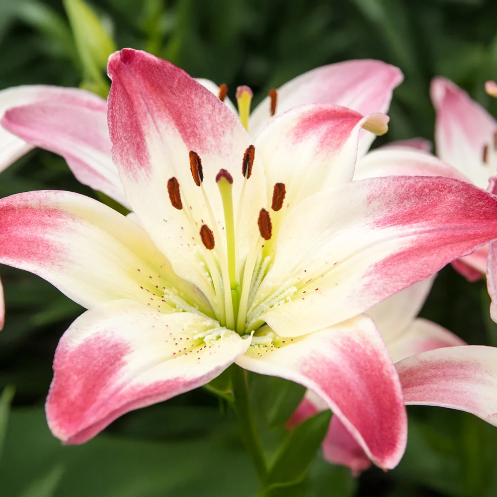 Lily Lollypop - Image 4