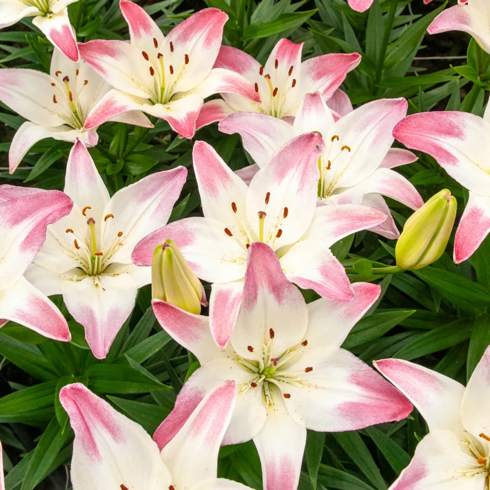 Lily Lollypop - Image 5