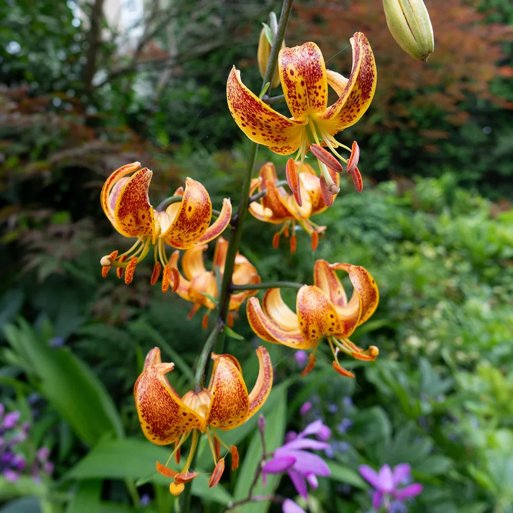 Martagon Lily Sunny Morning - Image 2