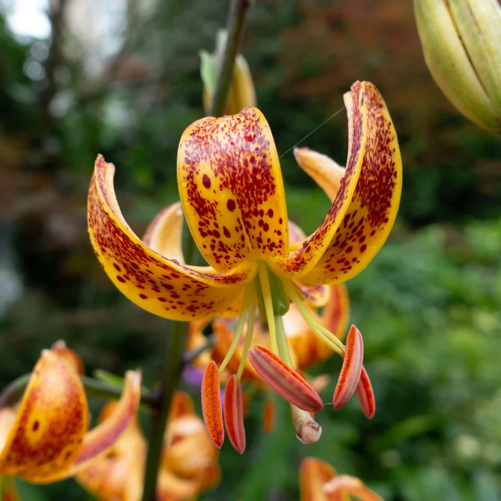Martagon Lily Sunny Morning - Image 4