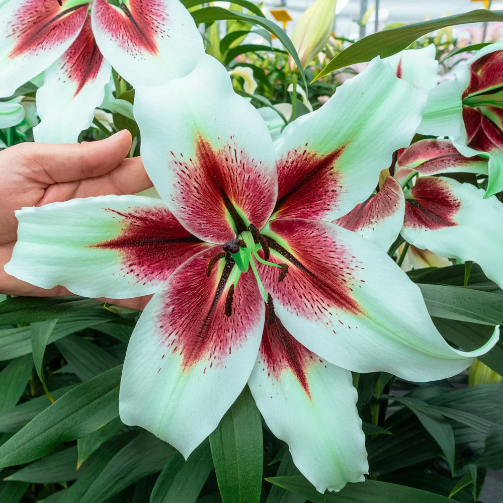 Lily Zeba