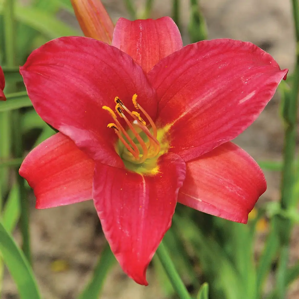 Daylily Little Business