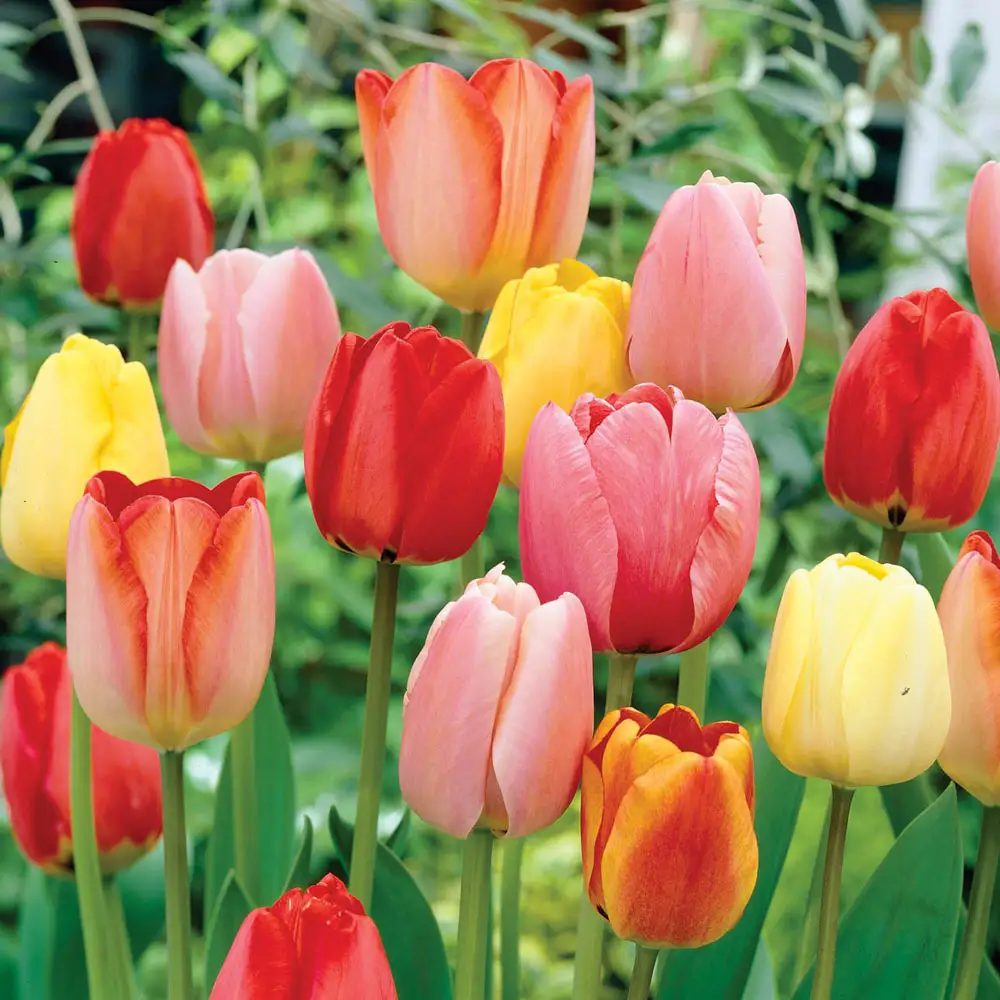 Long-Stemmed Perennial Tulip Mix