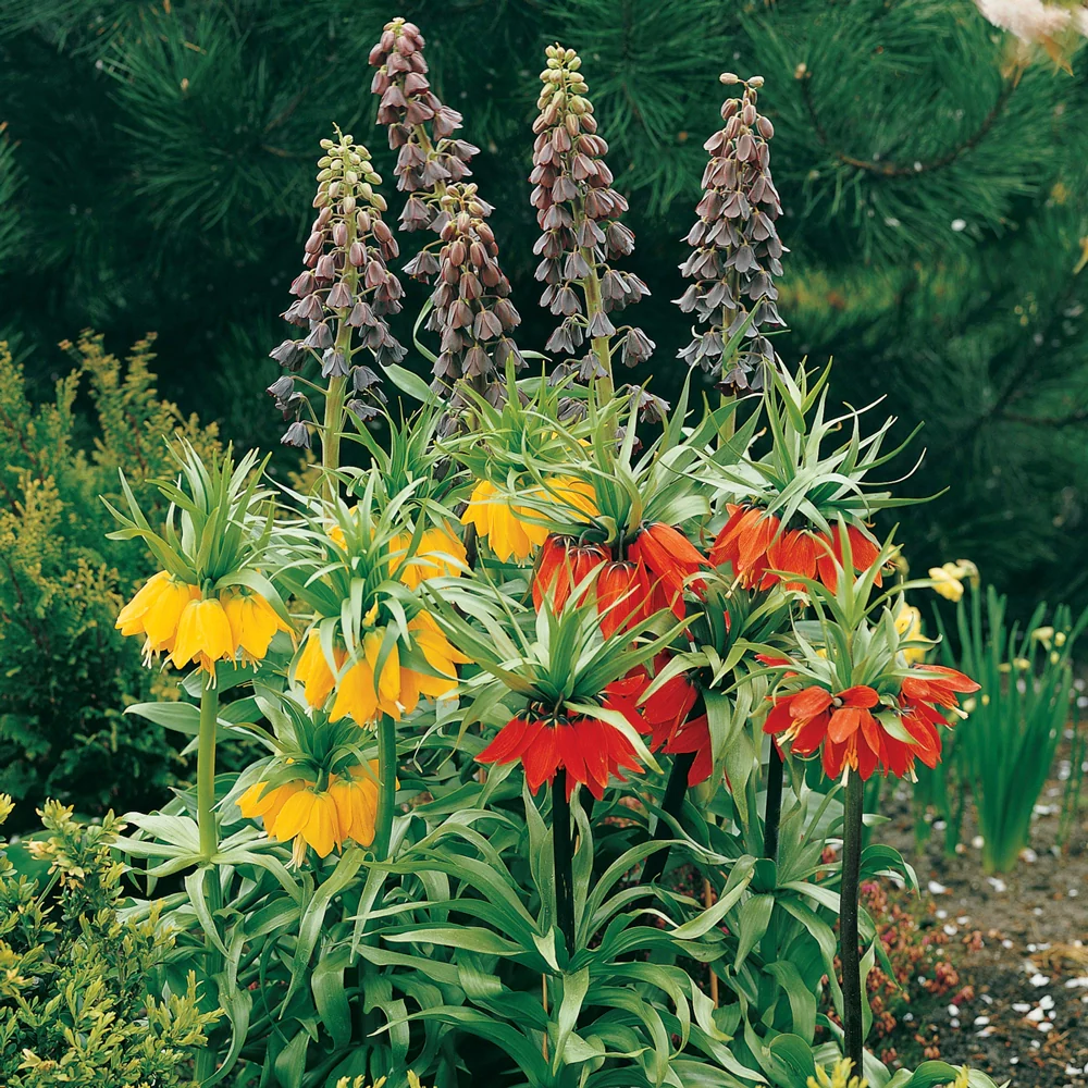 Yellow Crown Imperial