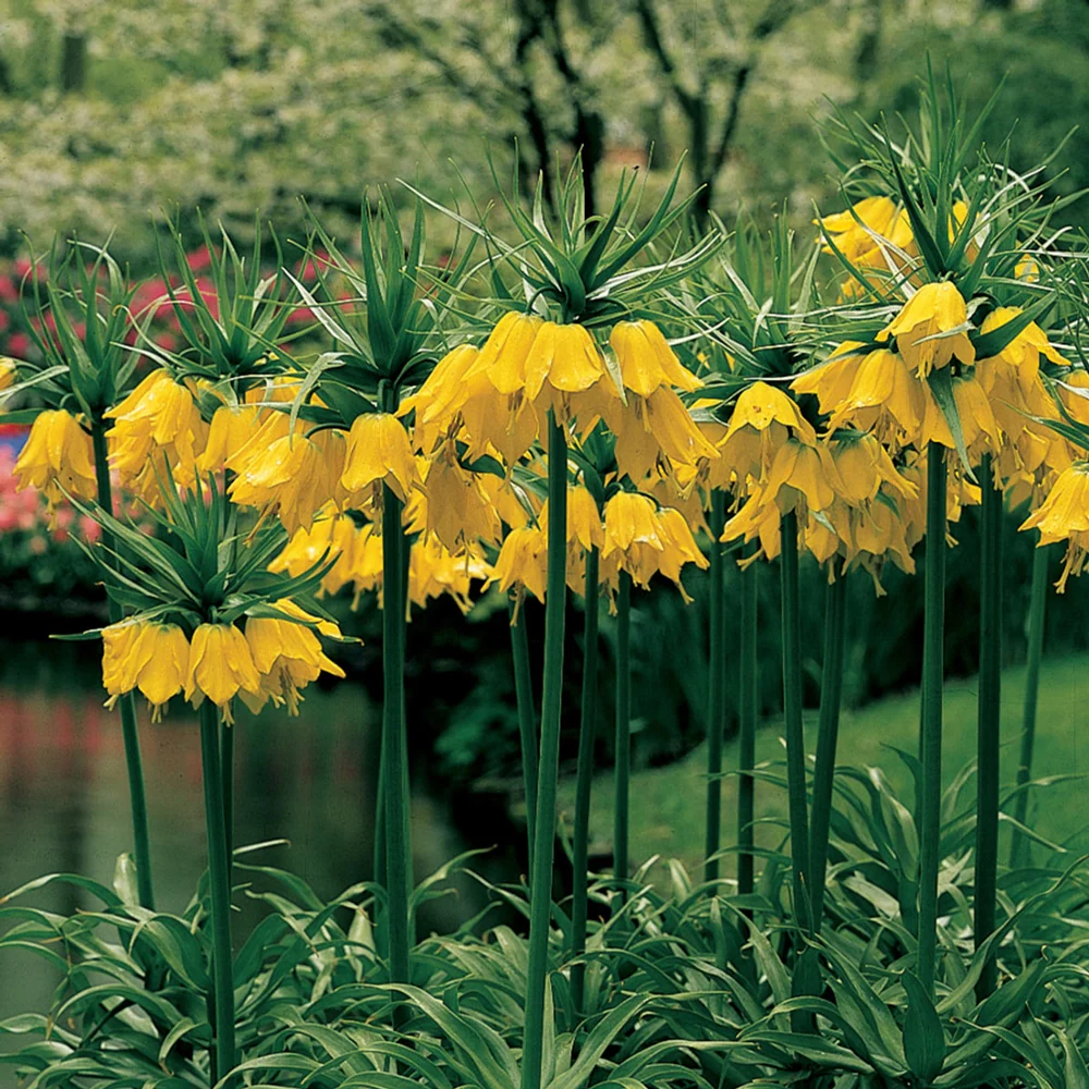 Yellow Crown Imperial - Image 2