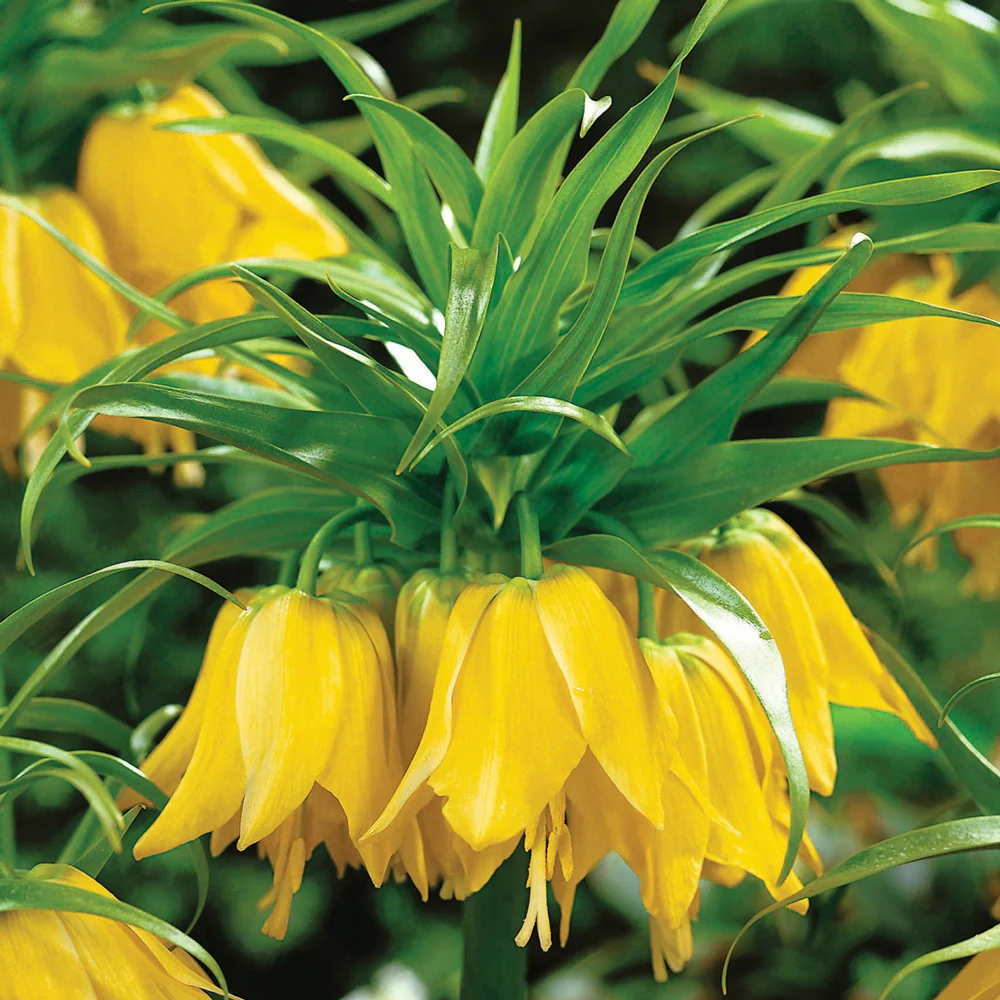 Yellow Crown Imperial - Image 3