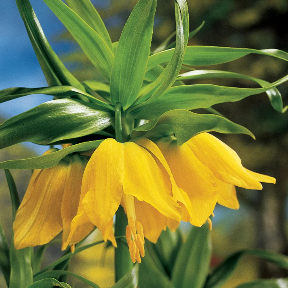 Yellow Crown Imperial - Image 4