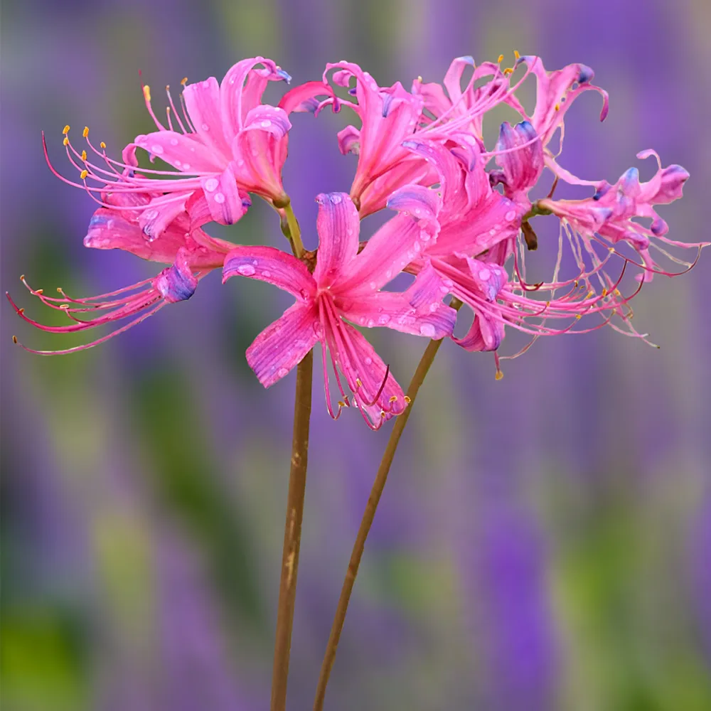 Lycoris sprengeri (Electric Blue Spider Lily)