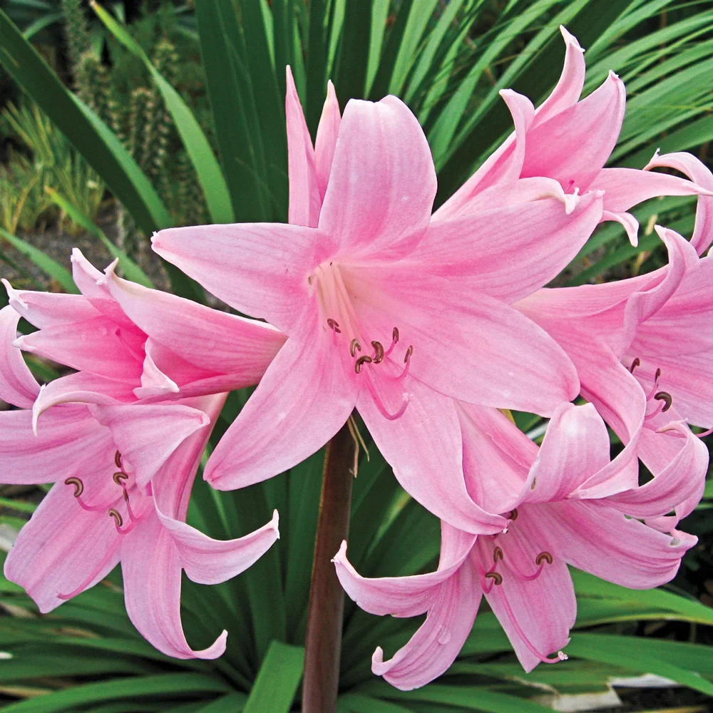 Lycoris squamigera (Amaryllis hallii)