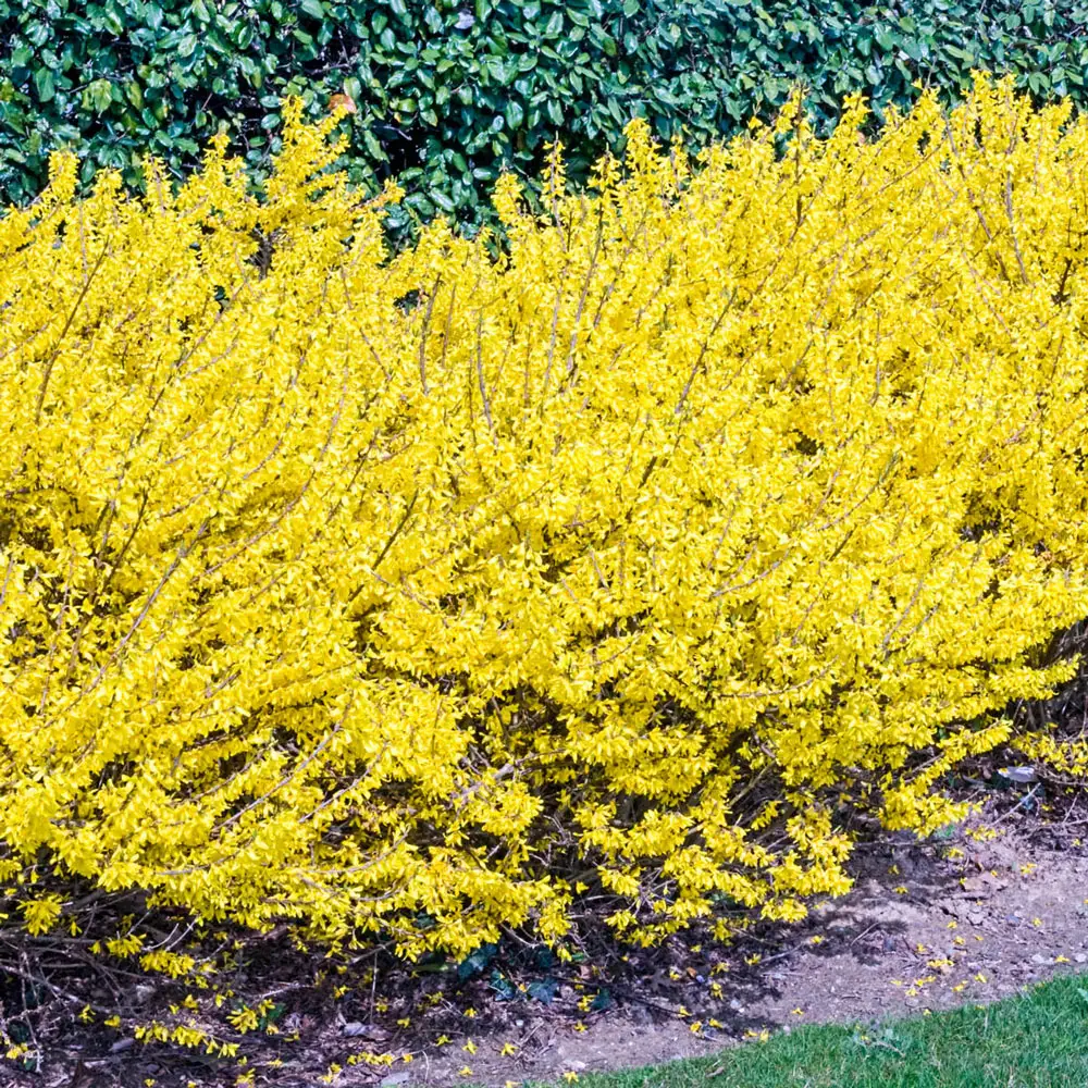 Lynwood Gold Forsythia