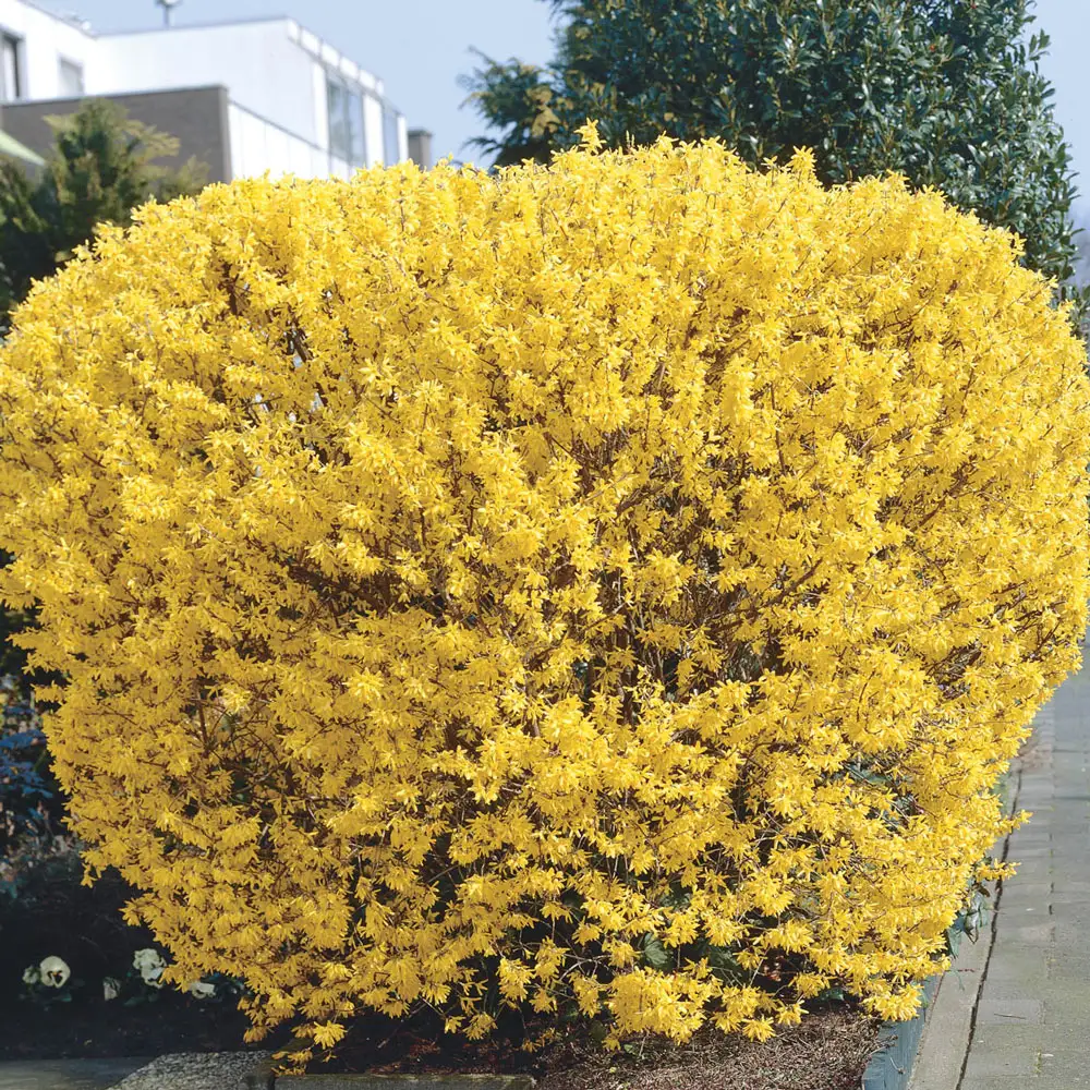 Lynwood Gold Forsythia - Image 3