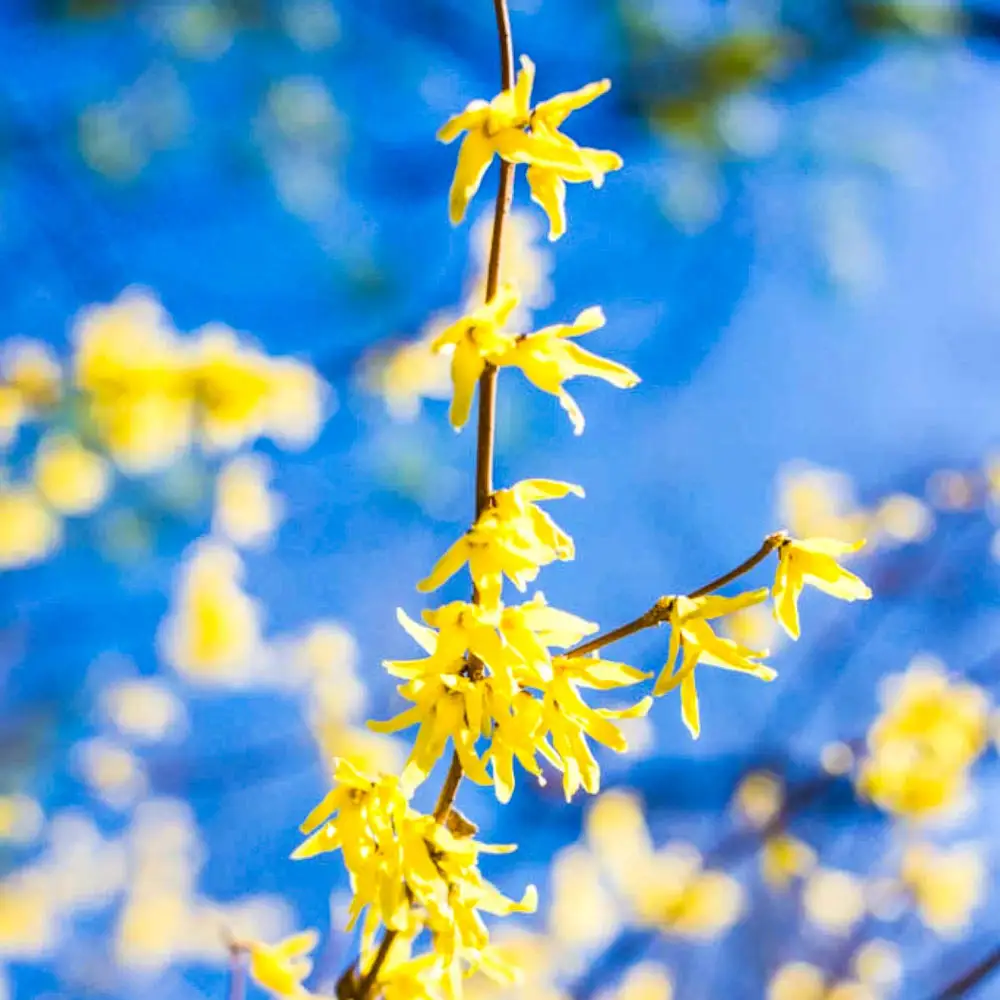 Lynwood Gold Forsythia - Image 4