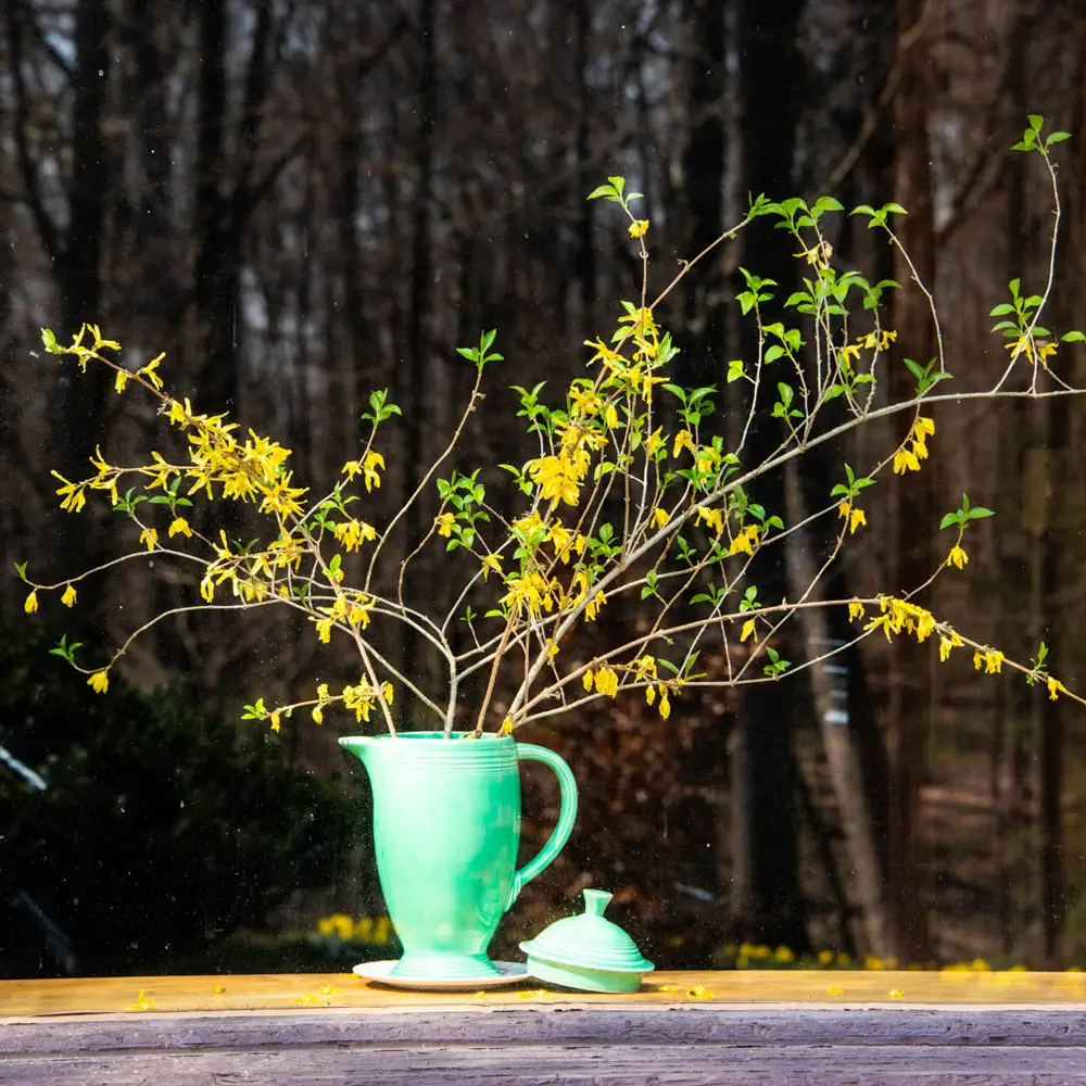 Lynwood Gold Forsythia - Image 5