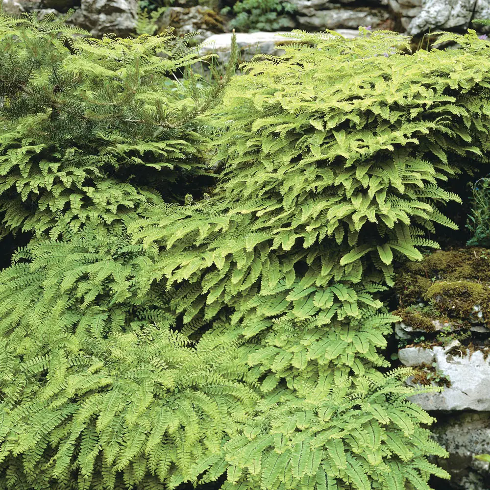 Maiden Hair Fern - Image 2