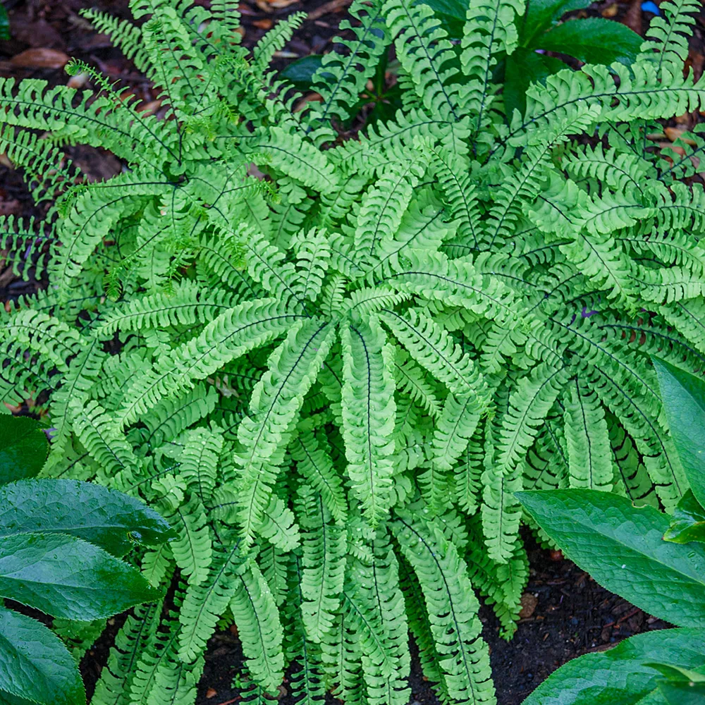 Maiden Hair Fern - Image 3