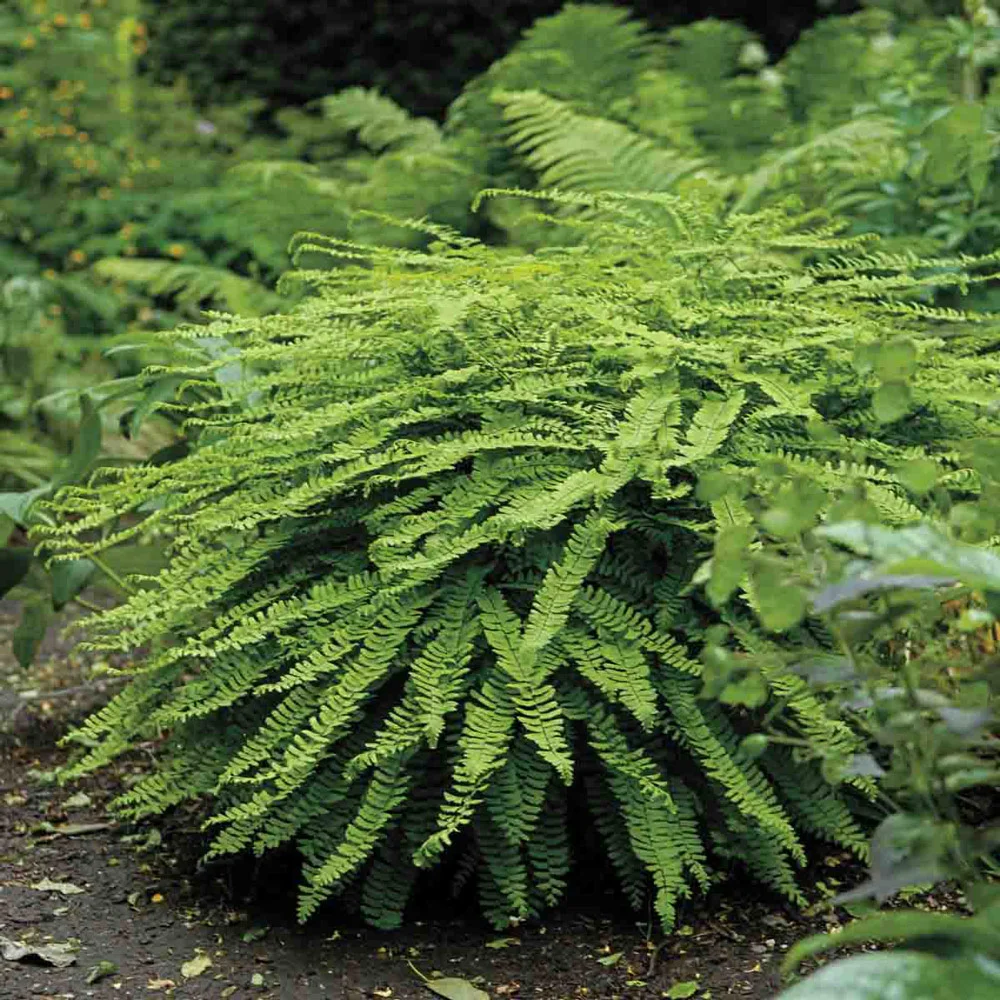 Maiden Hair Fern - Image 4