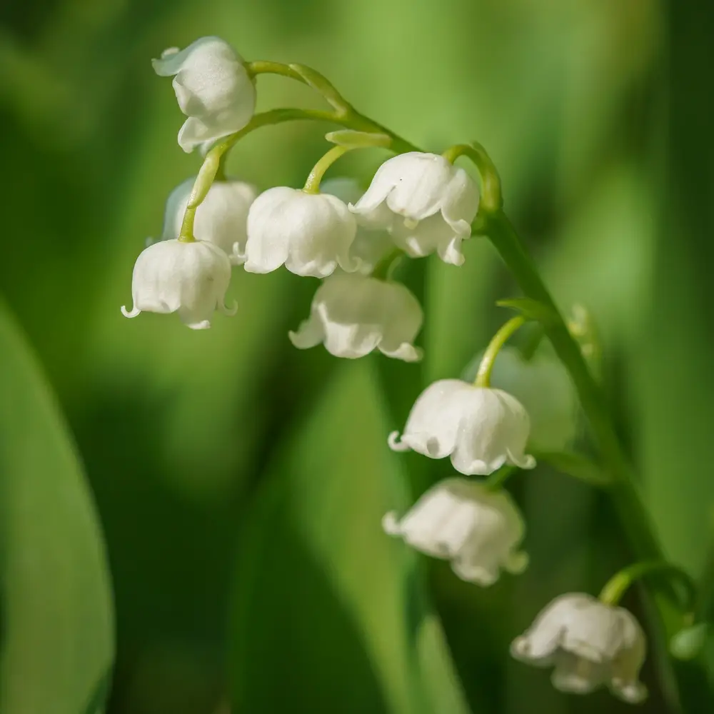 Convallaria majalis (Lily-of-the-Valley) - Image 11