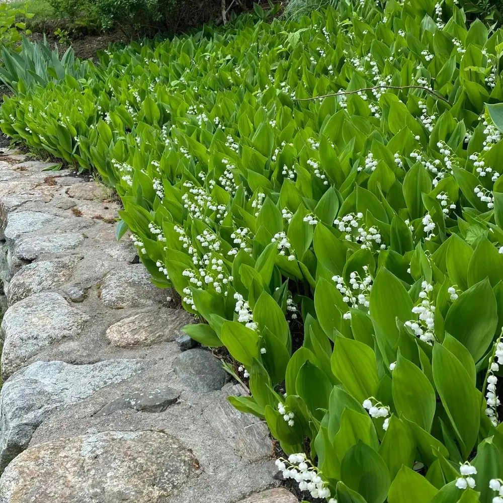Convallaria majalis (Lily-of-the-Valley) - Image 2
