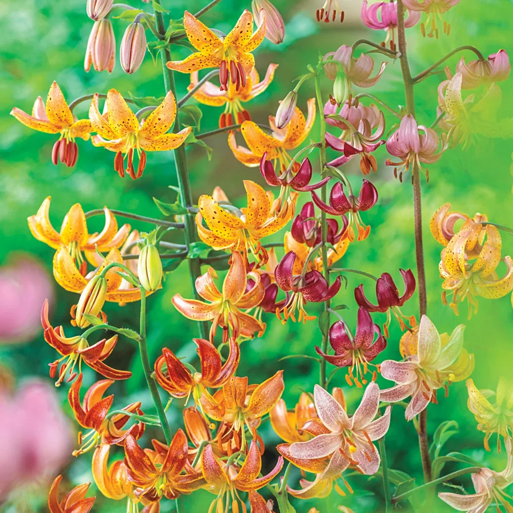 Martagon Lily Mixture - Image 7