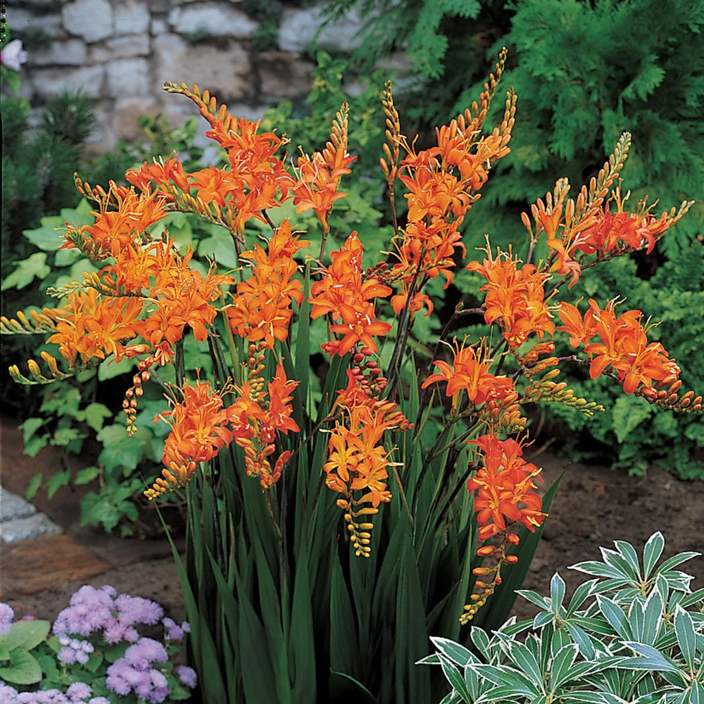 Crocosmia Masoniorum