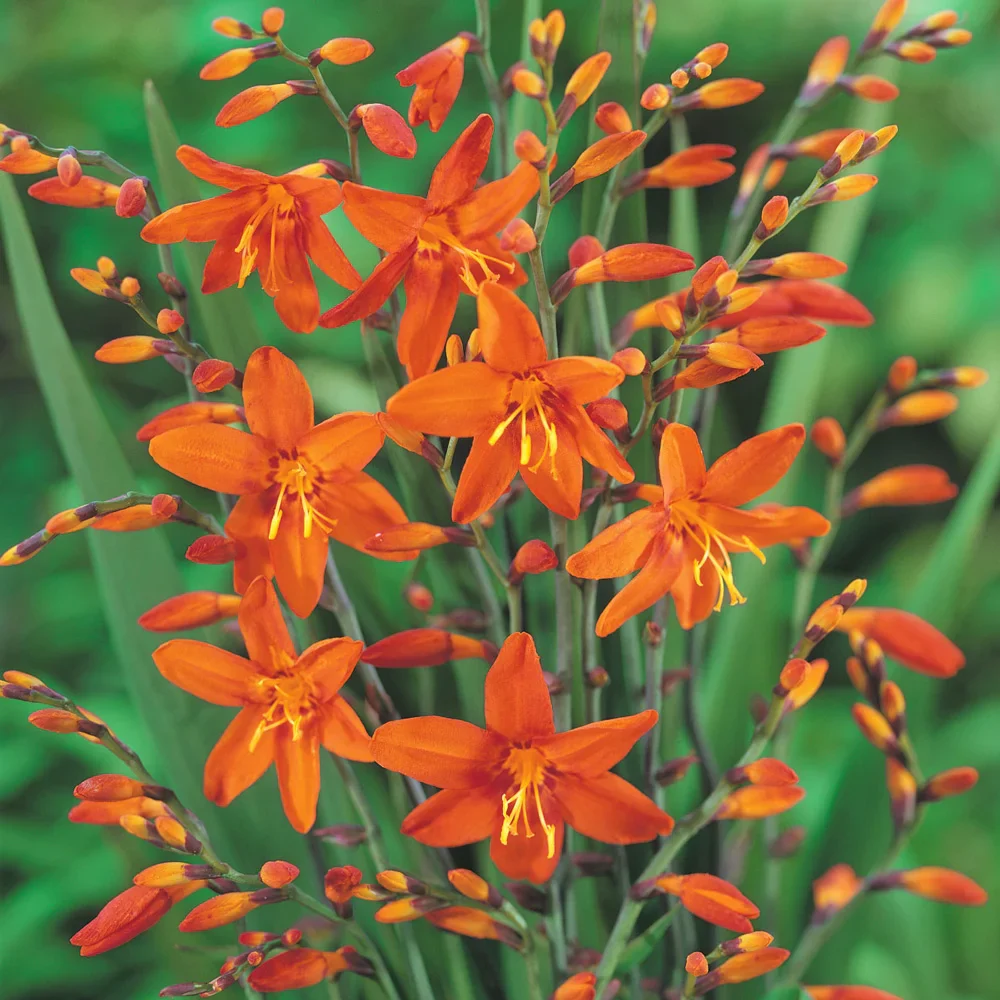 Crocosmia Masoniorum - Image 2