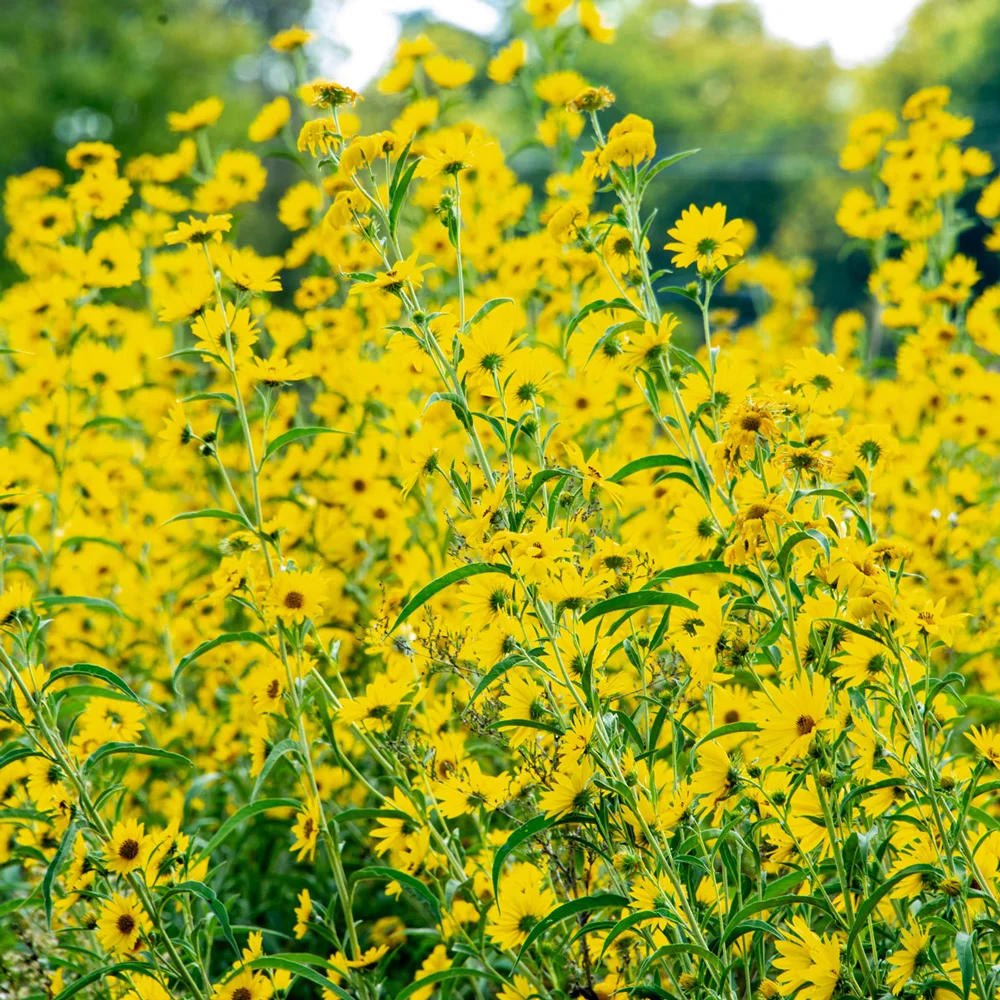 Maximilian Sunflower (Helianthus maximiliani) - Image 6