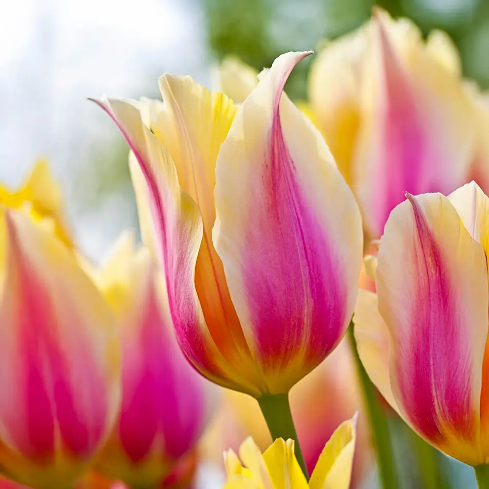 Late-Flowering Tulip Blushing Beauty