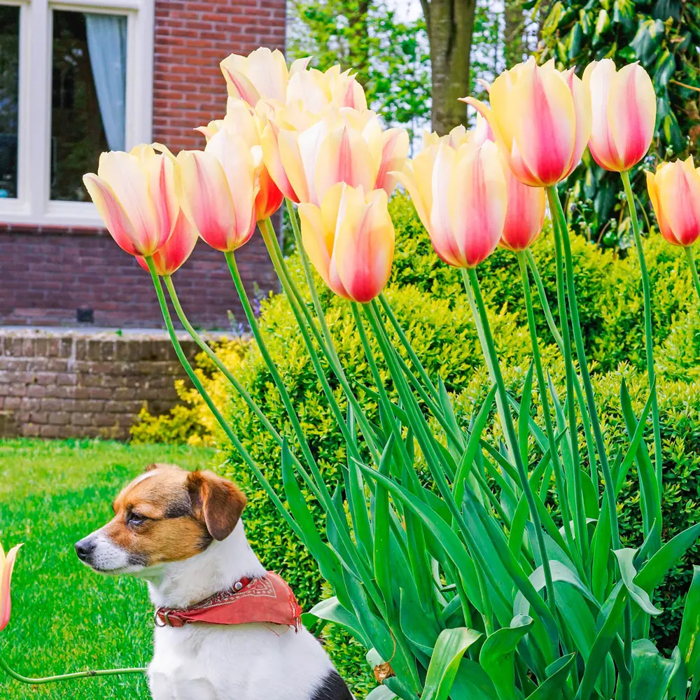 Late-Flowering Tulip Blushing Beauty - Image 2