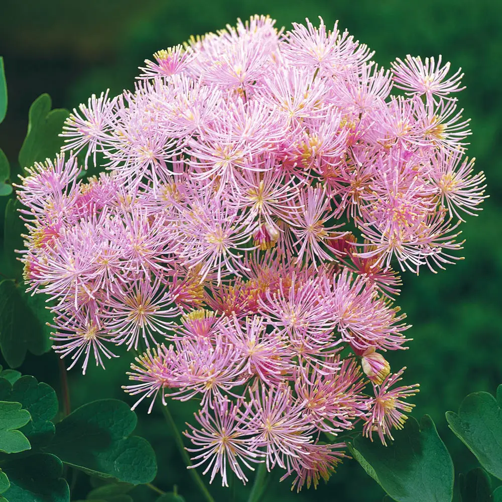 Meadow Rue