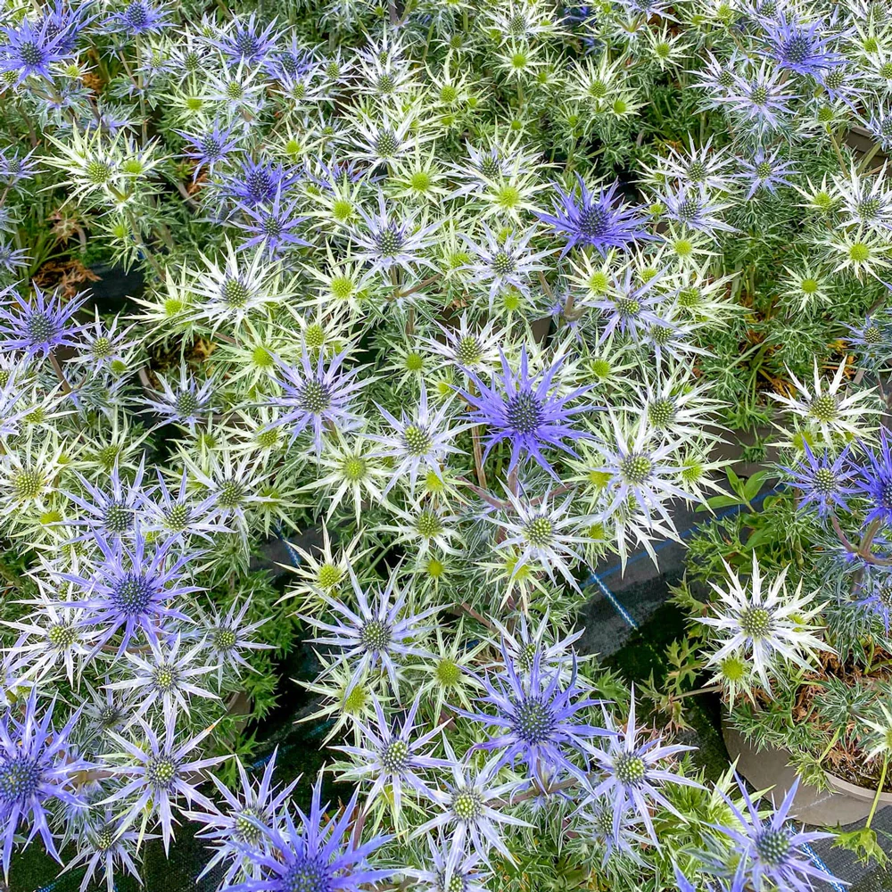 Mediterranean Sea Holly
