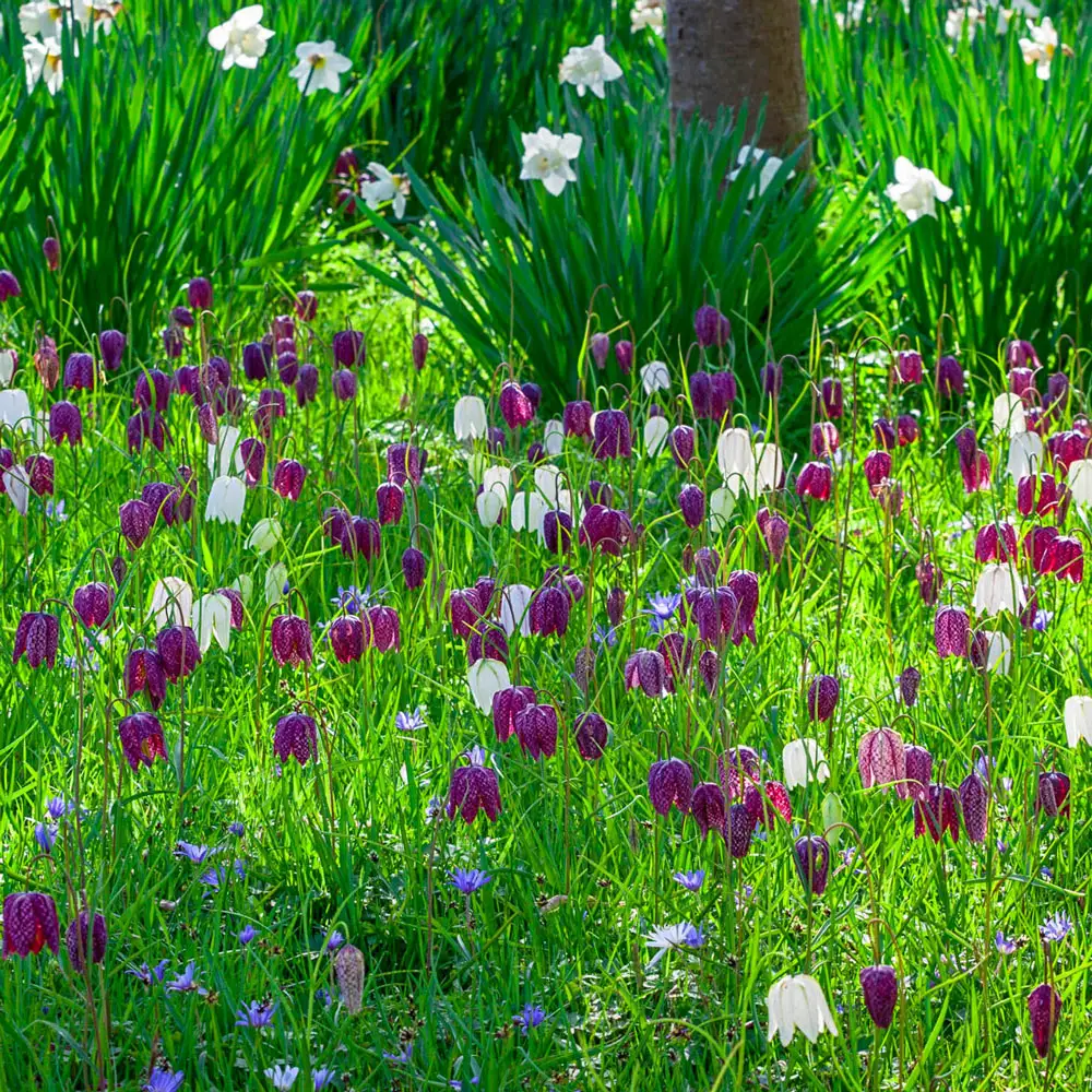 Fritillaria meleagris Mix