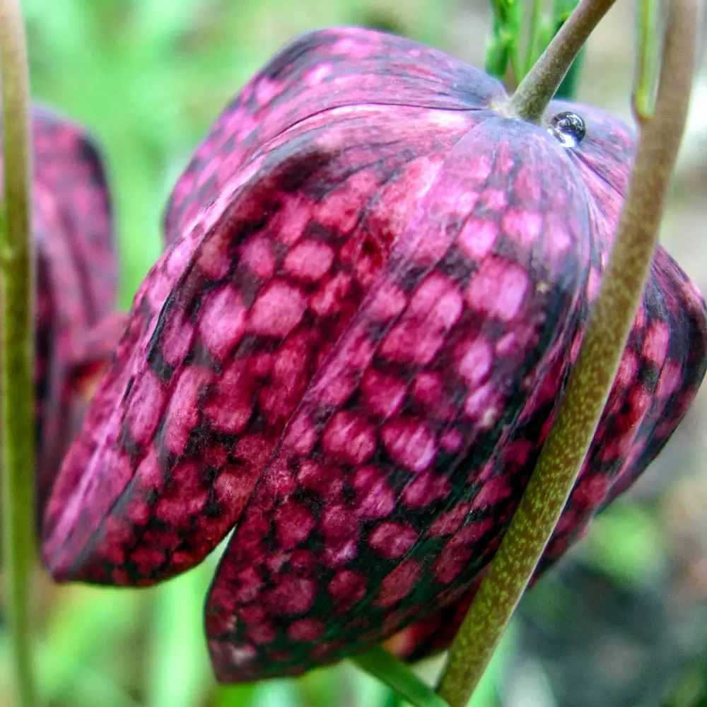Fritillaria meleagris Mix - Image 2