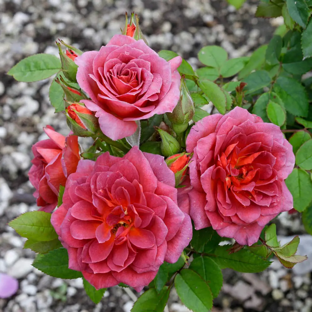Miniature Rose Midnight Fire™ - Image 2
